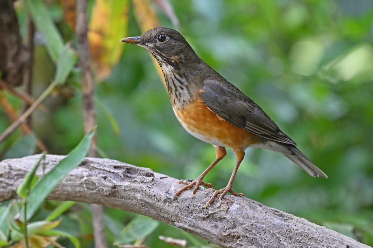 Black-breasted Thrush - ML637049104