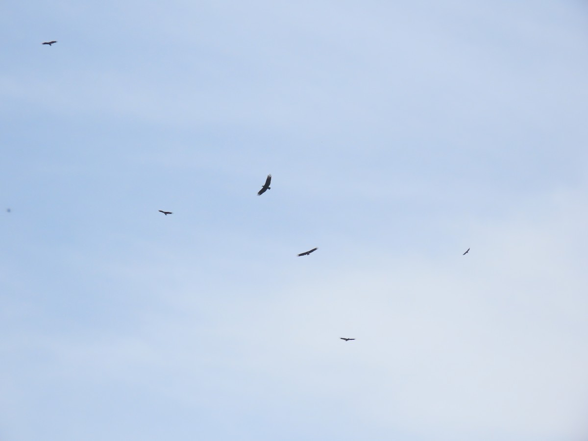 Black Vulture - ML637049118