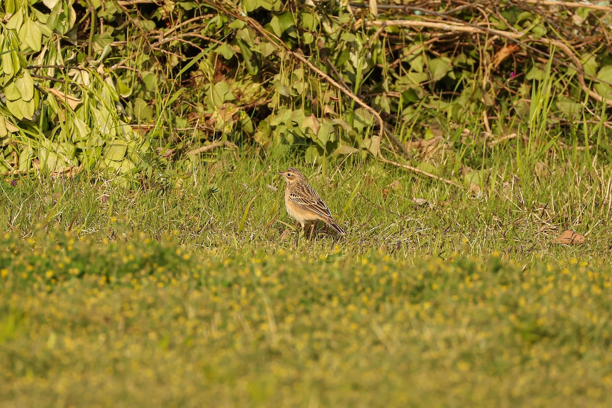 Pipit de Godlewski - ML637049143