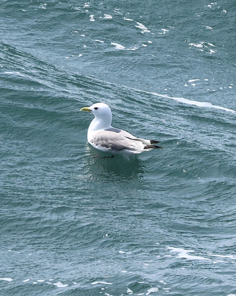 Mouette tridactyle - ML637049168