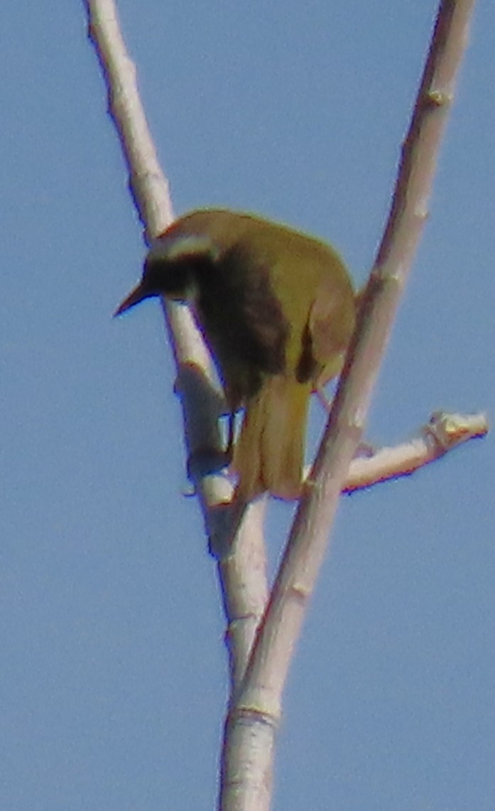 Paruline masquée - ML637049182