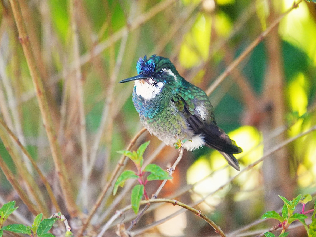 Colibri à ventre châtain - ML637049183