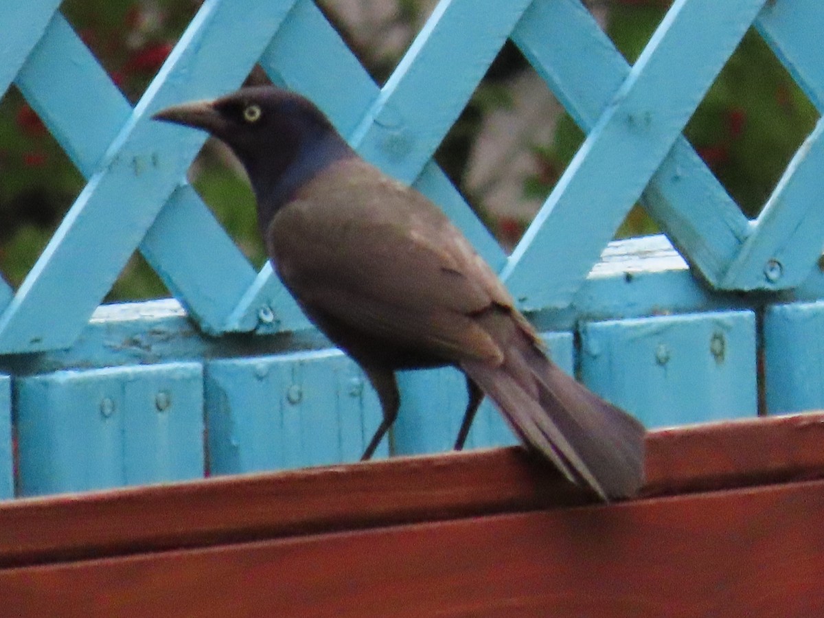 Quiscale bronzé - ML637049185