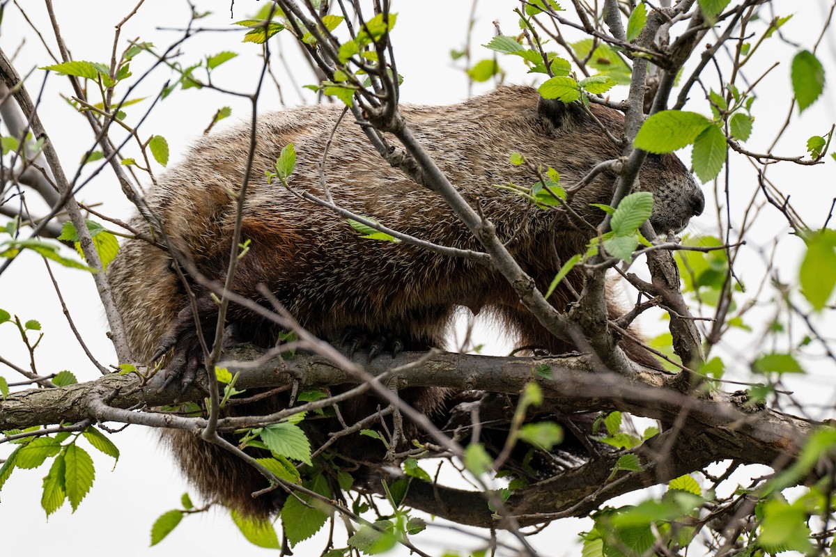 Groundhog - ML637049248