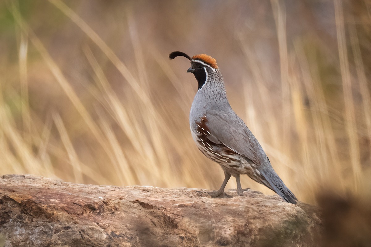 Gambel Kolini - ML637049257