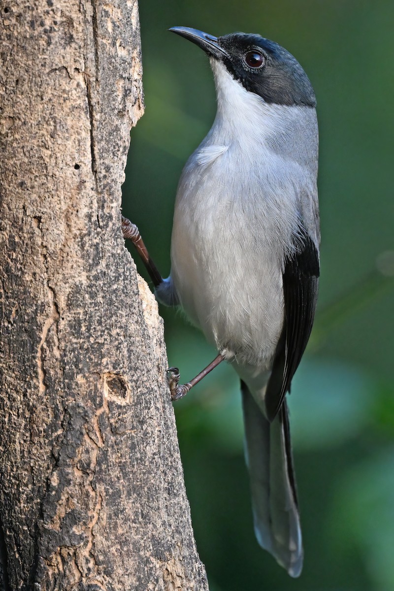 Black-headed Sibia - ML637049364