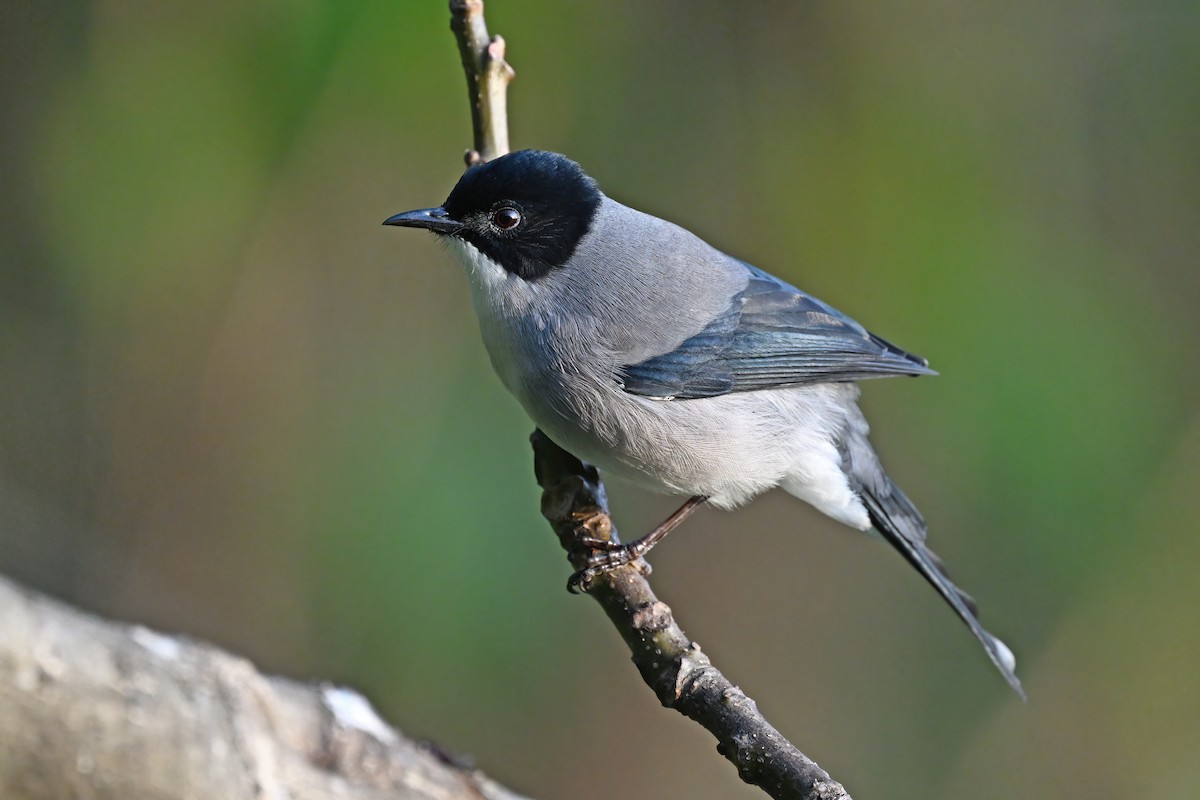 Black-headed Sibia - ML637049365