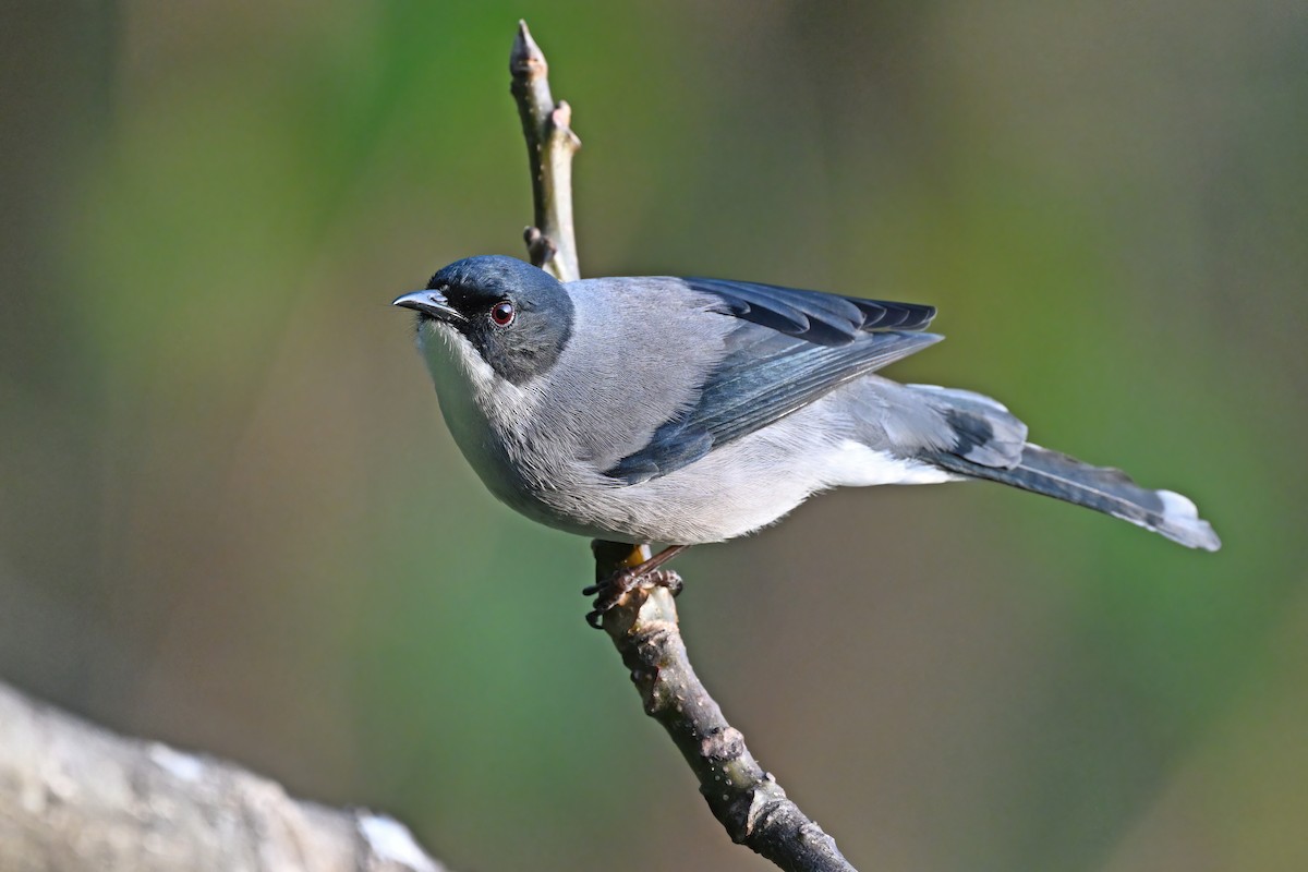 Black-headed Sibia - ML637049366