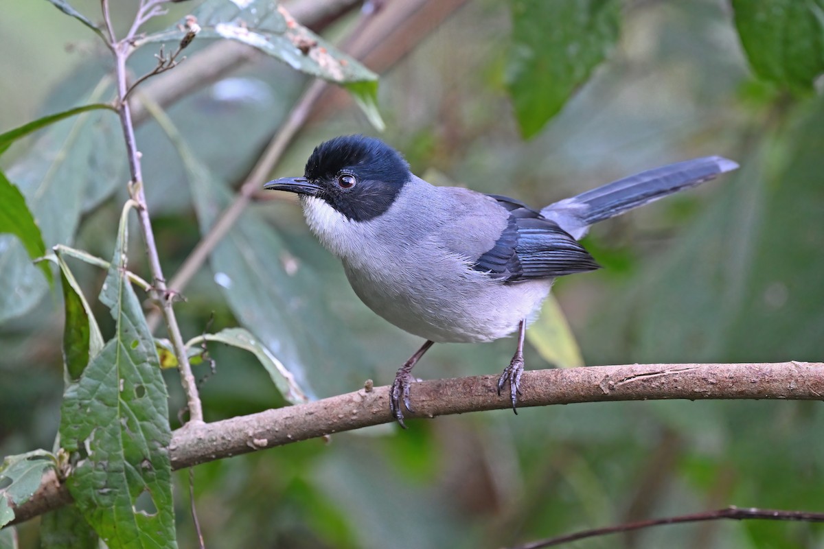 Black-headed Sibia - ML637049368