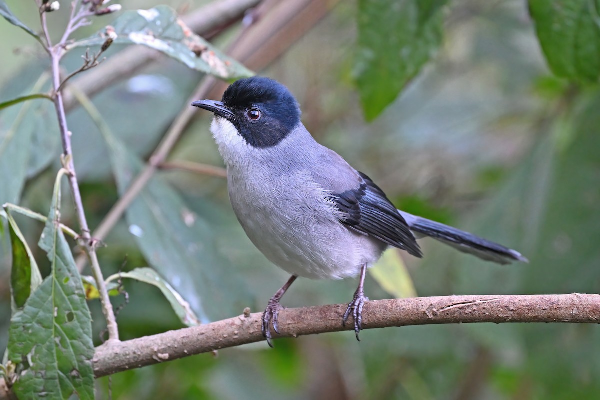 Black-headed Sibia - ML637049369
