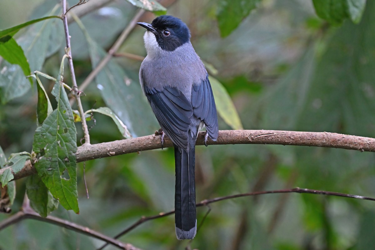 Black-headed Sibia - ML637049372
