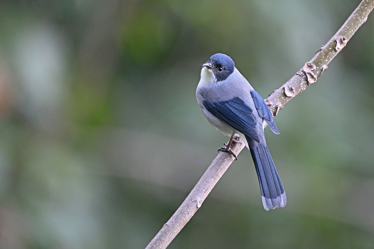 Black-headed Sibia - ML637049373