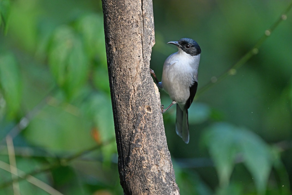 Black-headed Sibia - ML637049374