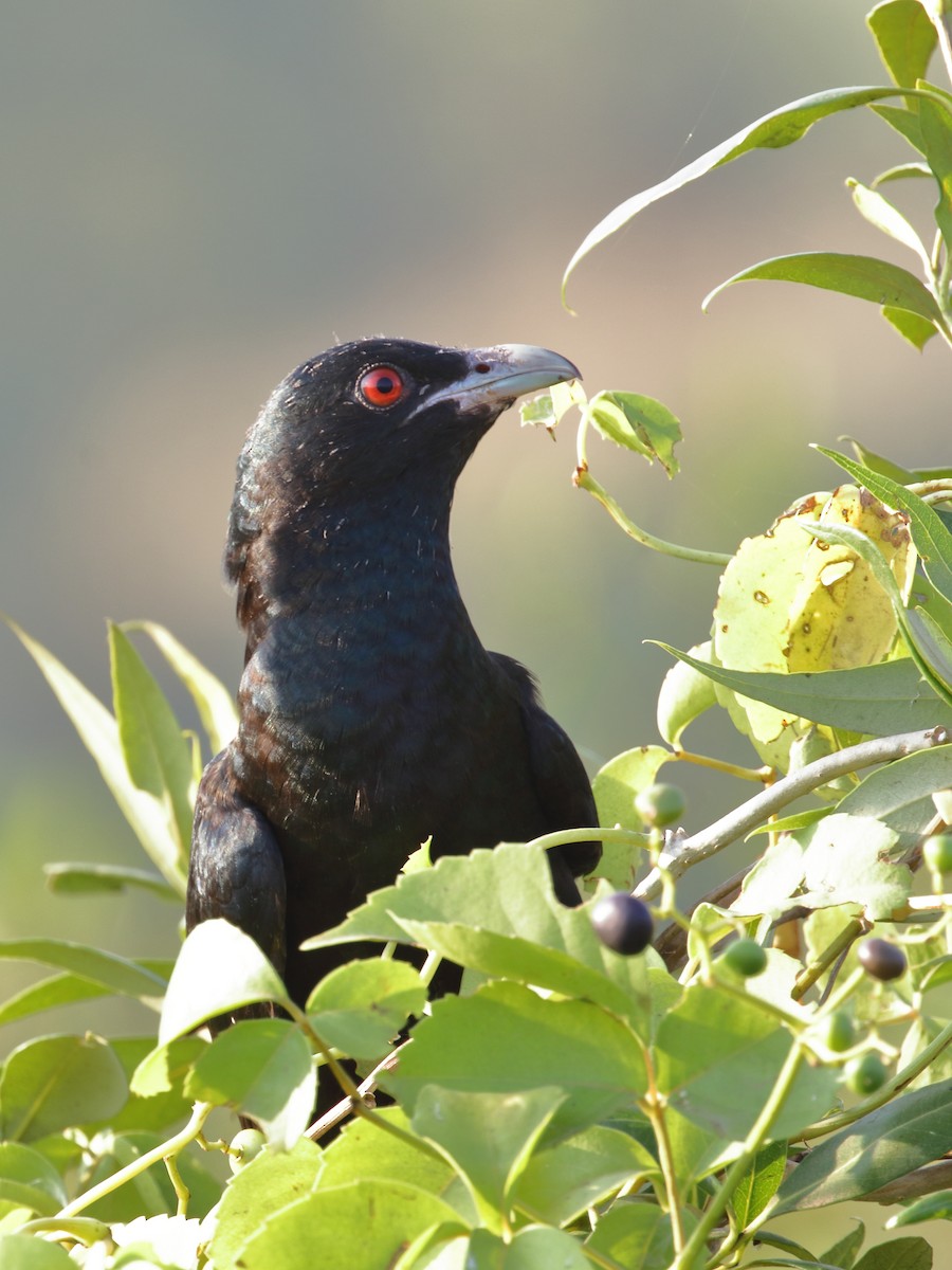 Koel - ML637049375