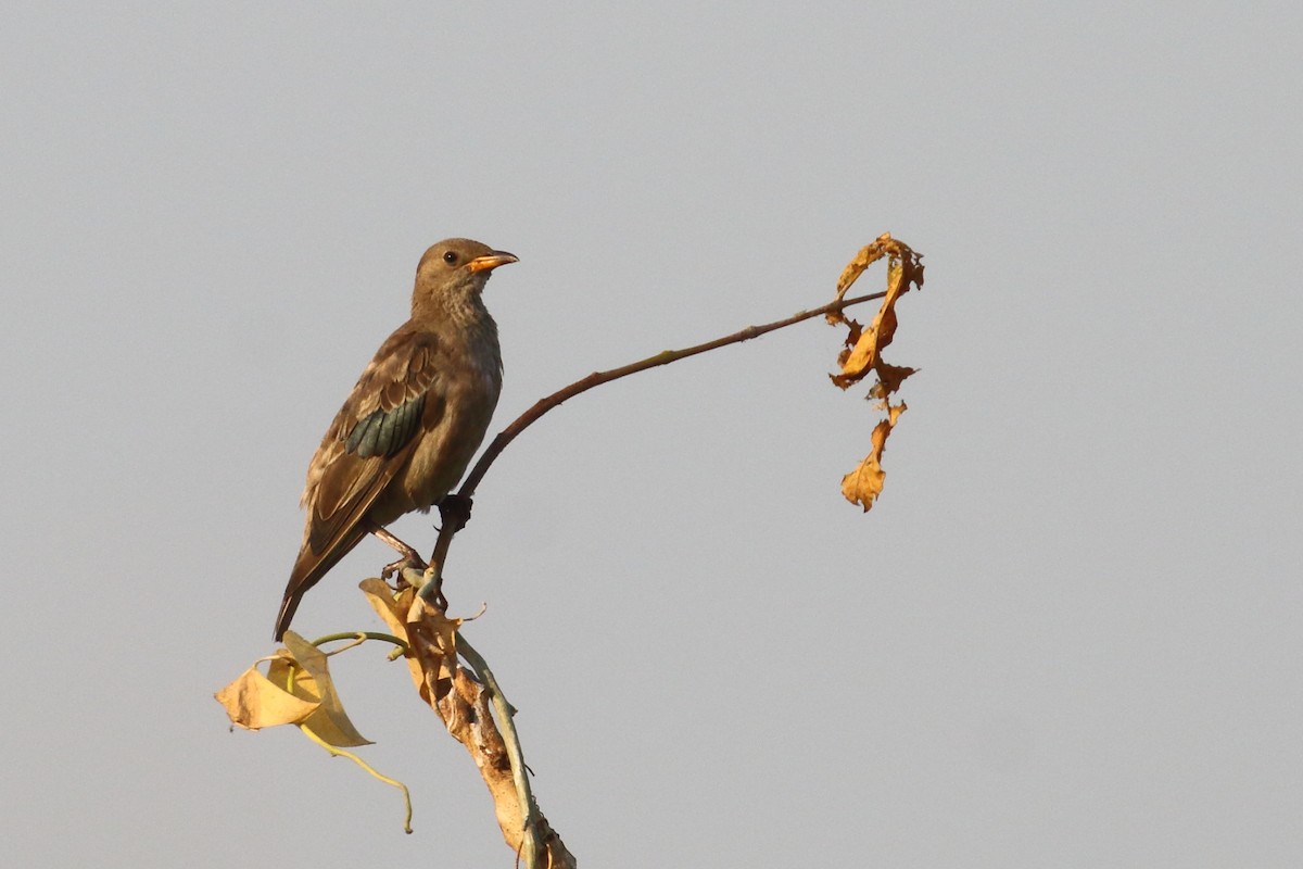 Rosy Starling - ML637049412