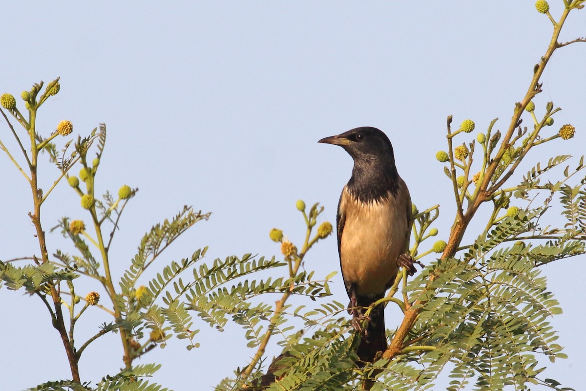 Rosy Starling - ML637049413