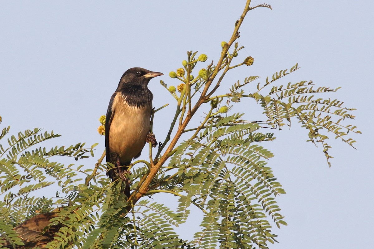 Rosy Starling - ML637049414