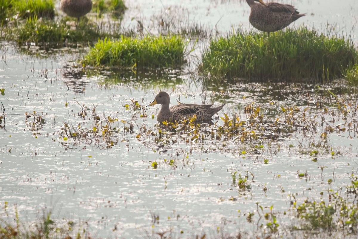 Yellow-billed Pintail - ML637049418