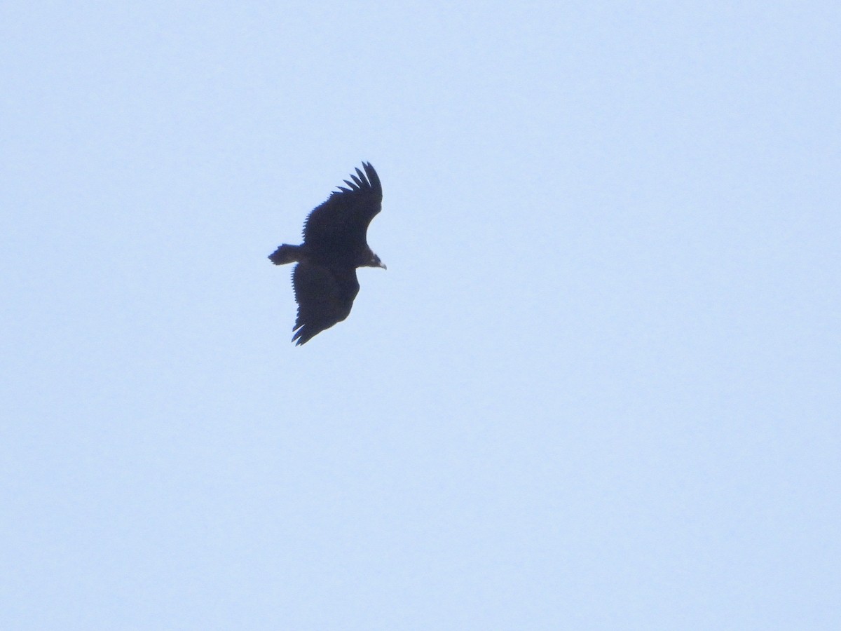 Cinereous Vulture - ML637049419