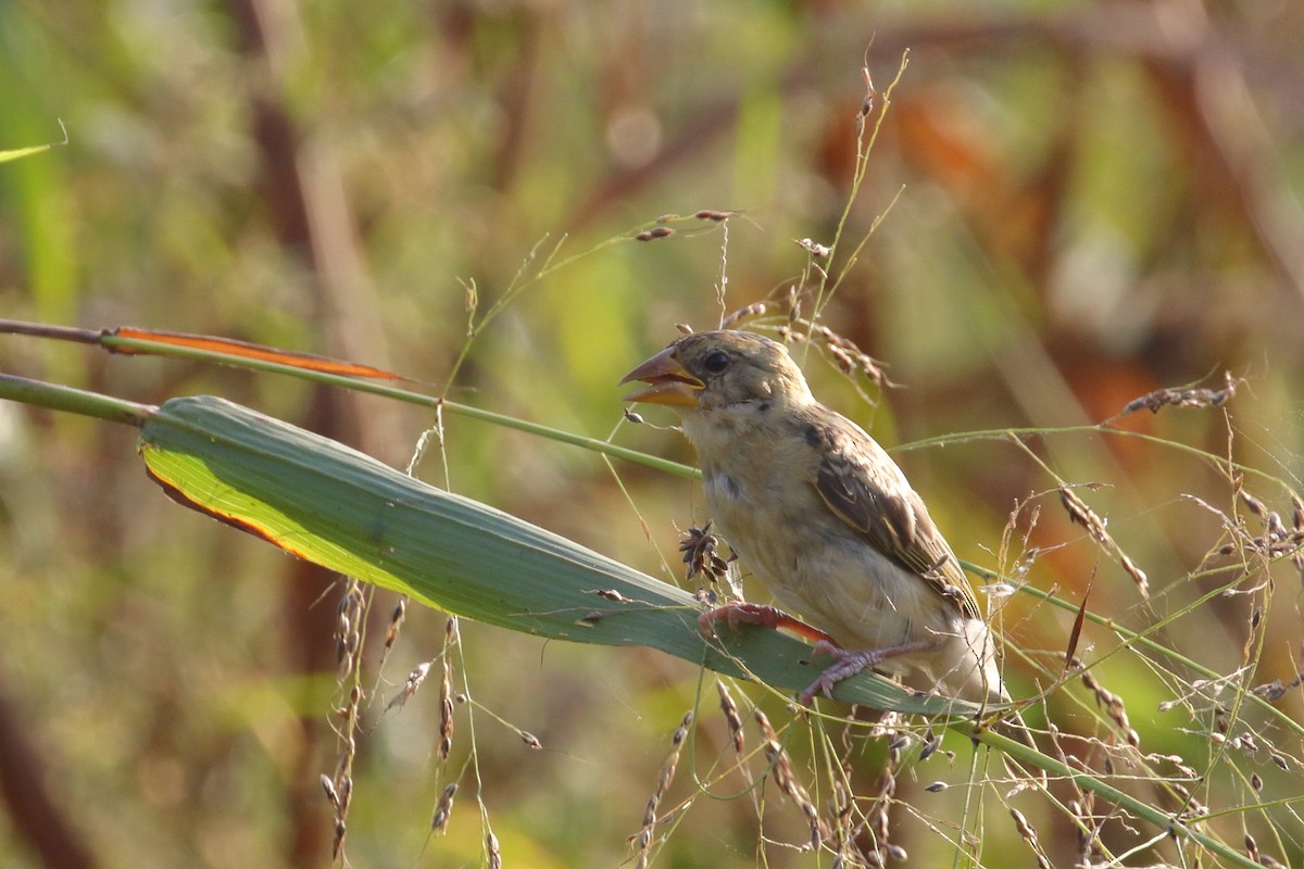 Baya Weaver - ML637049422