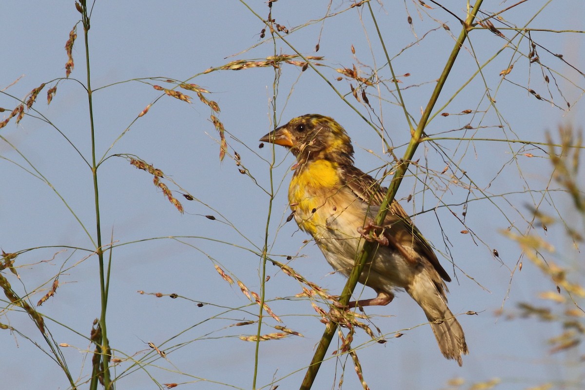 Baya Weaver - ML637049423