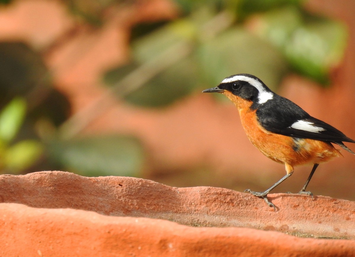 Moussier's Redstart - ML637049424