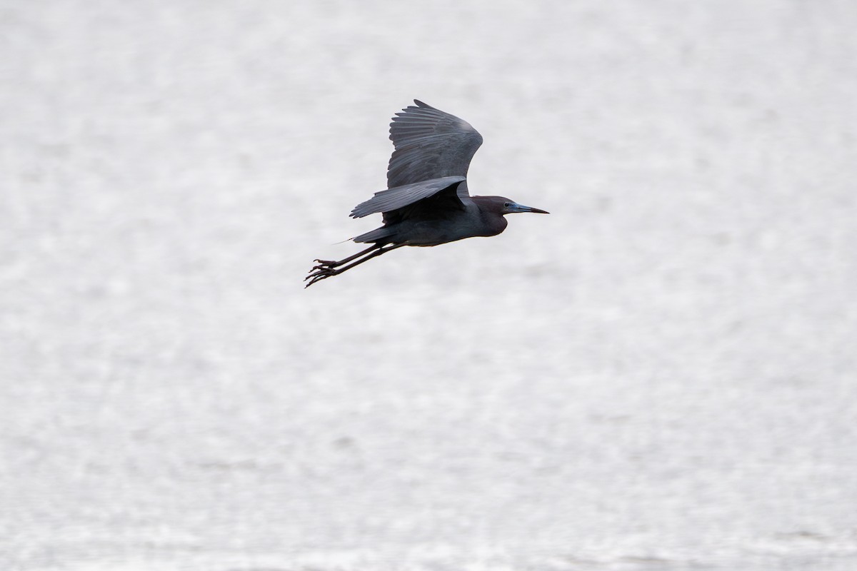 Little Blue Heron - ML637049426