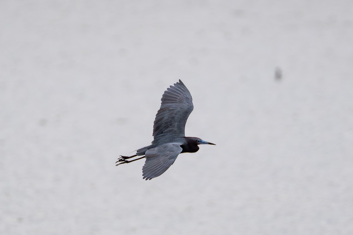 Little Blue Heron - ML637049427