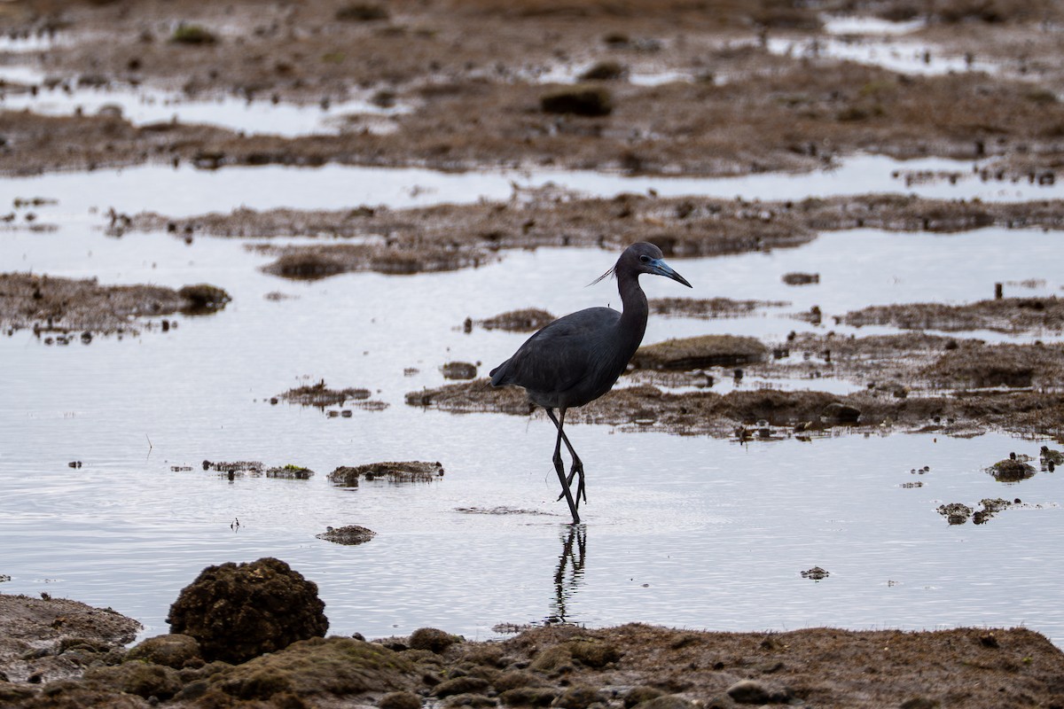 Little Blue Heron - ML637049428