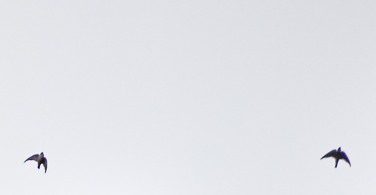 swift sp. - ML637049430