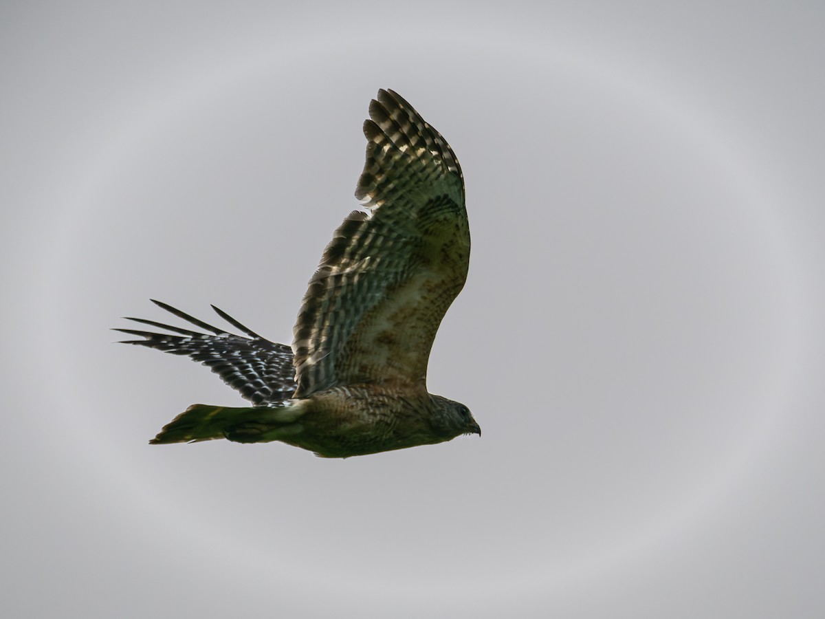 Red-shouldered Hawk - ML637049432