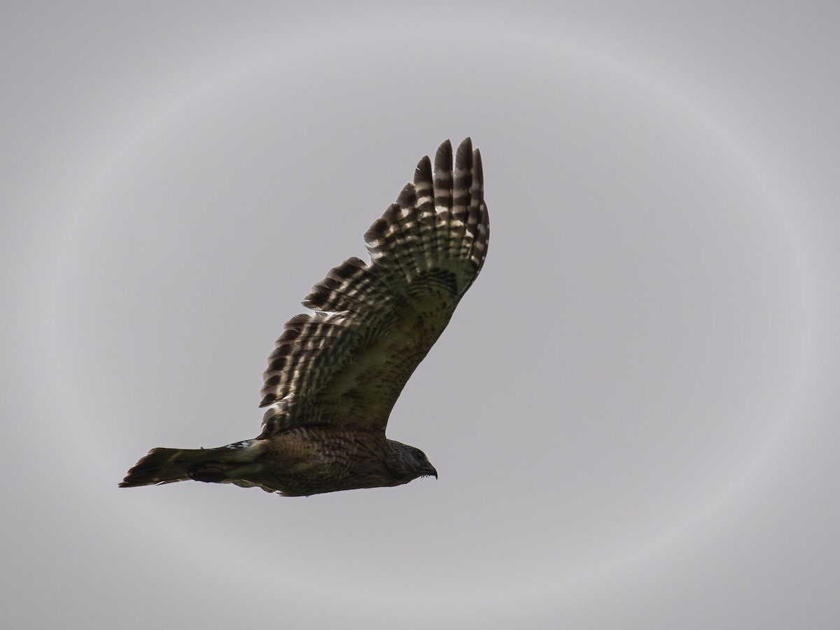 Red-shouldered Hawk - ML637049433