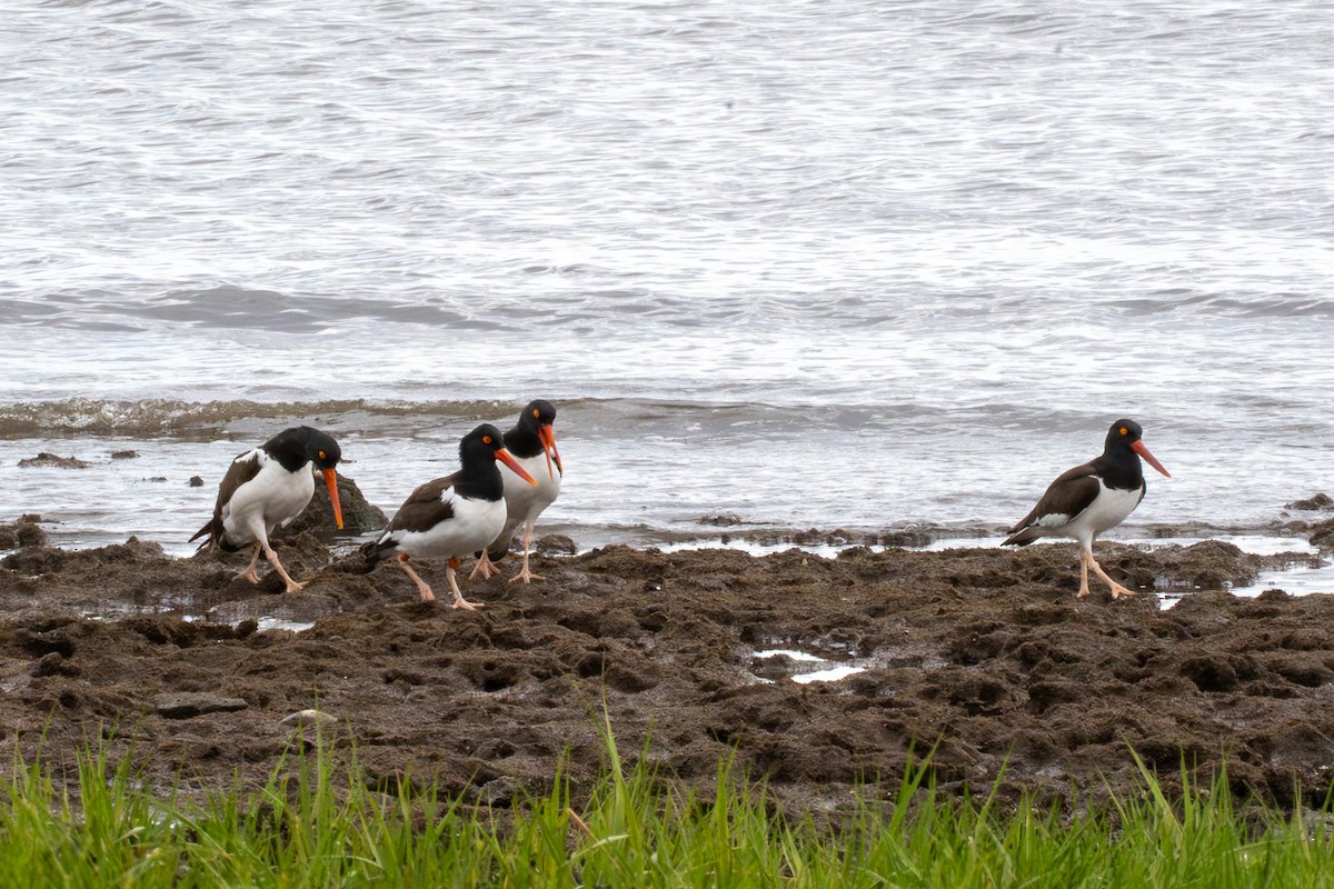 American Oystercatcher - ML637049434
