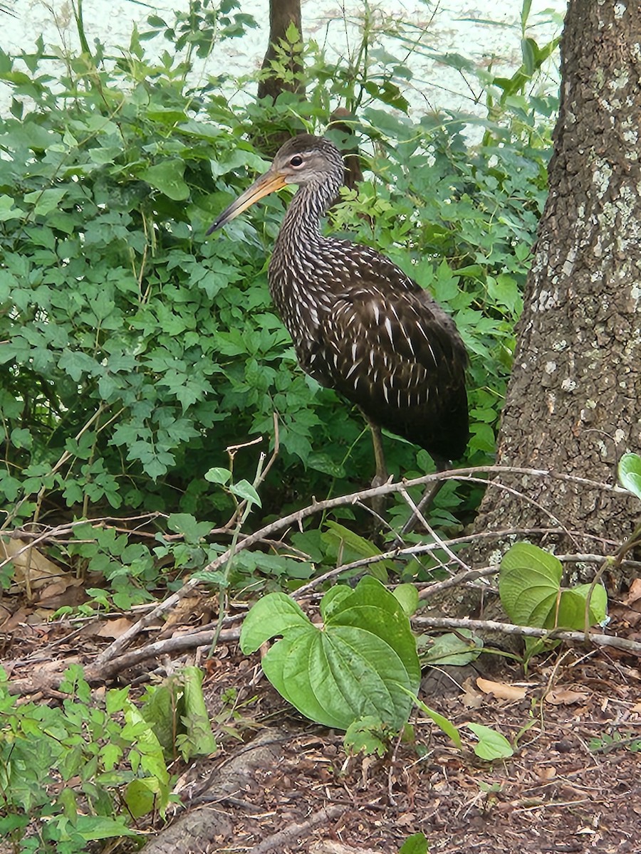 Limpkin - ML637049435
