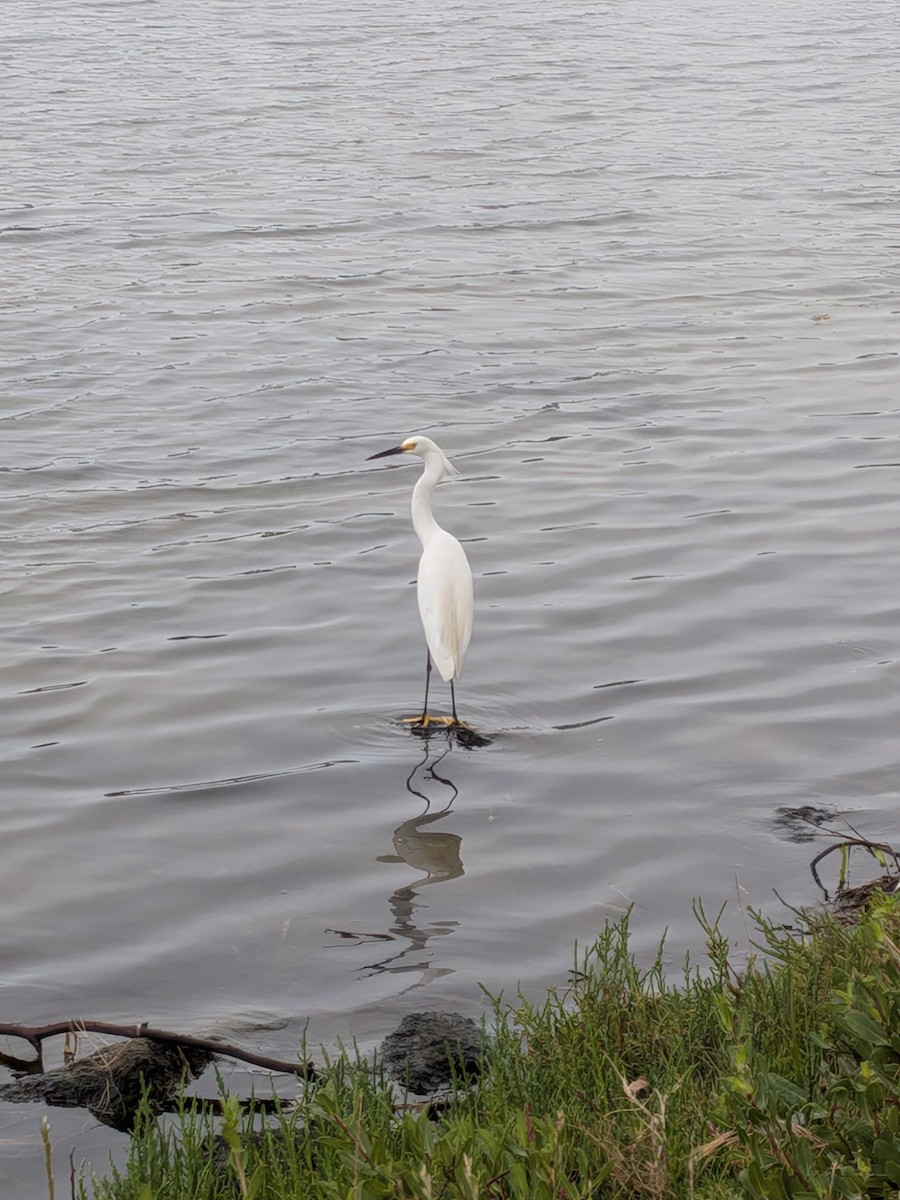 Snowy Egret - ML637049443