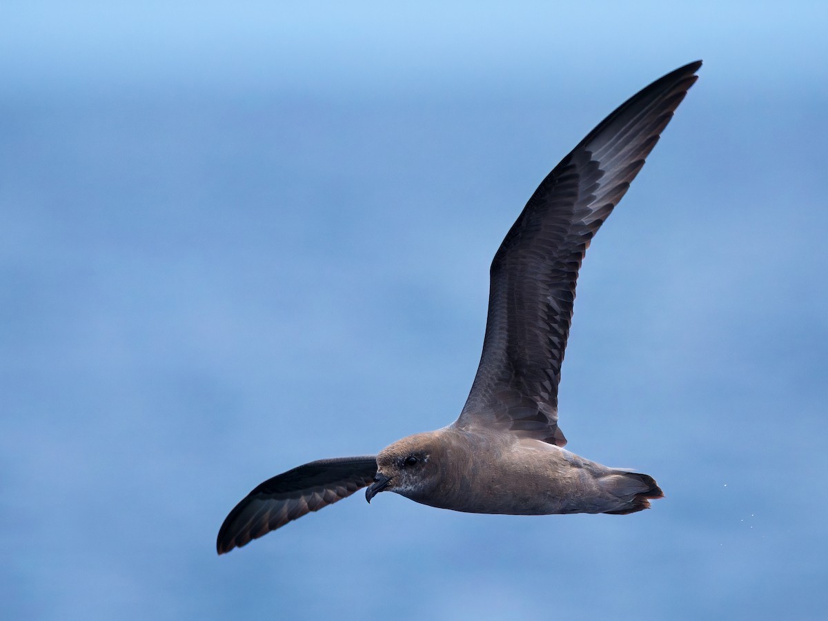 Murphy's Petrel - ML637049444