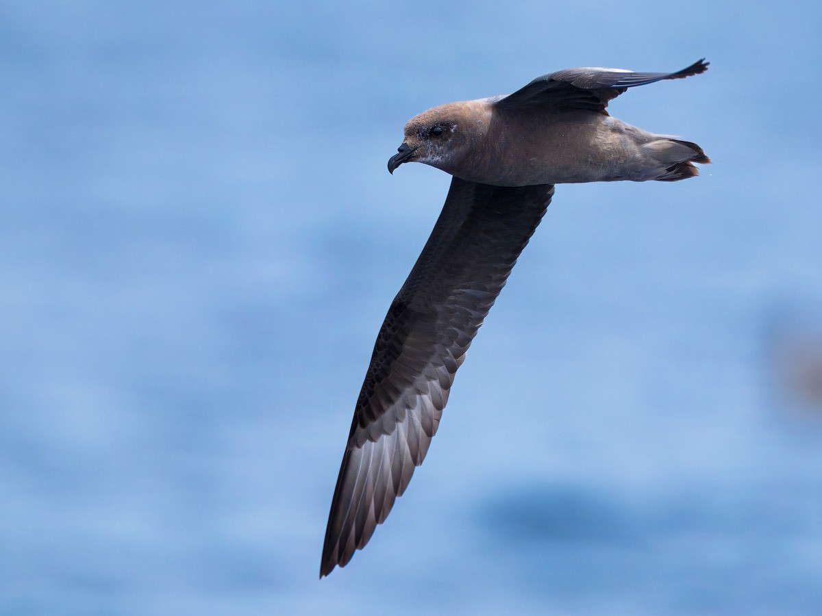 Murphy's Petrel - ML637049445