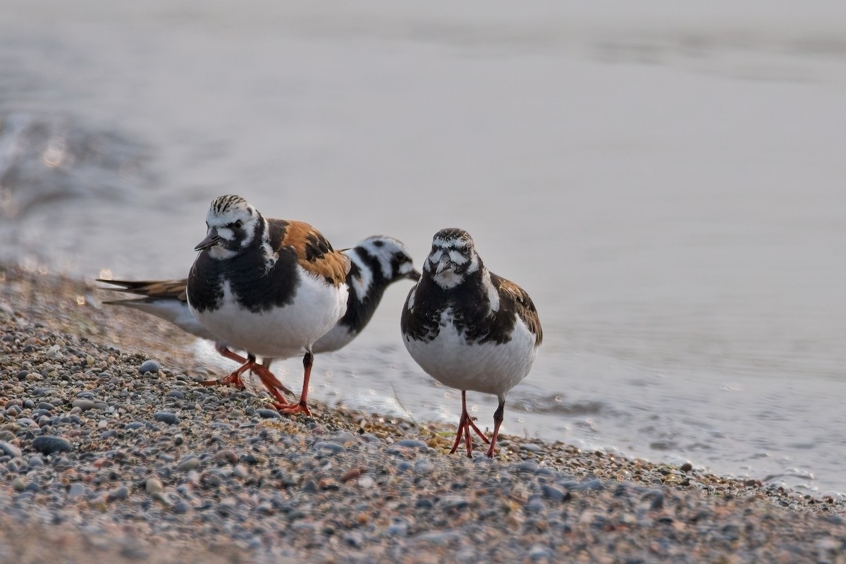 Ruddy Turnstone - ML637049446