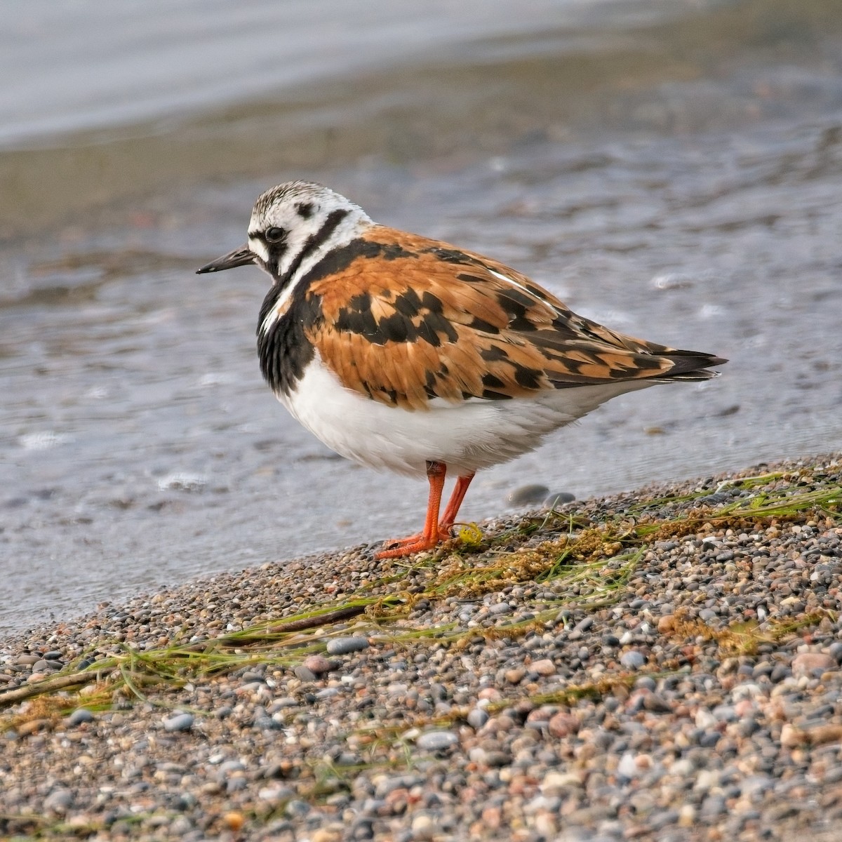 Ruddy Turnstone - ML637049447