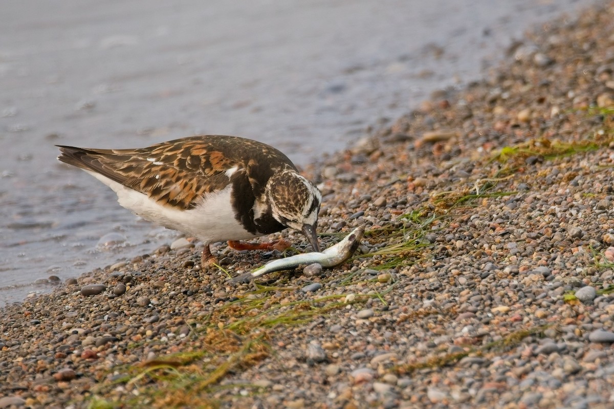 Ruddy Turnstone - ML637049448