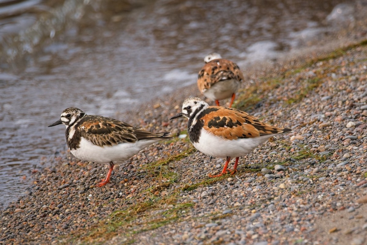 Ruddy Turnstone - ML637049449