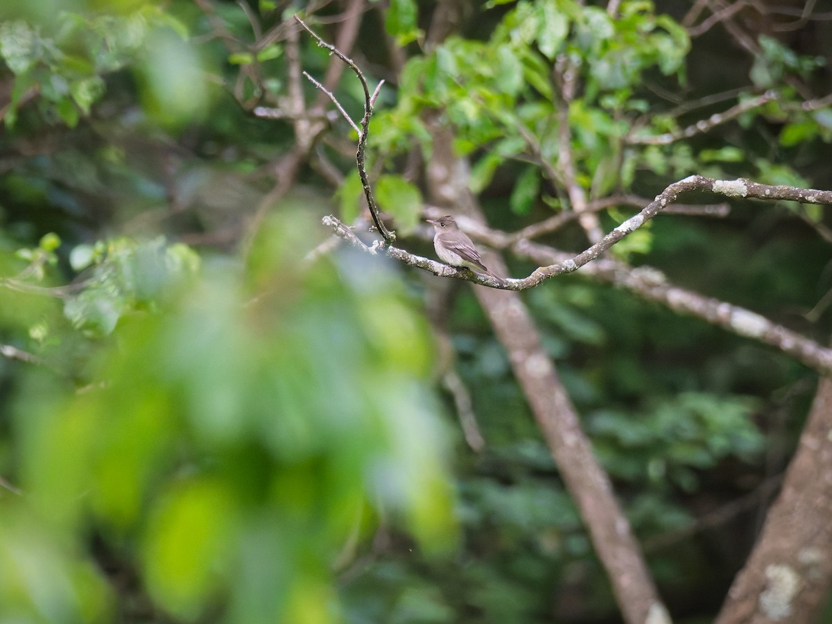 Eastern Wood-Pewee - ML637049452