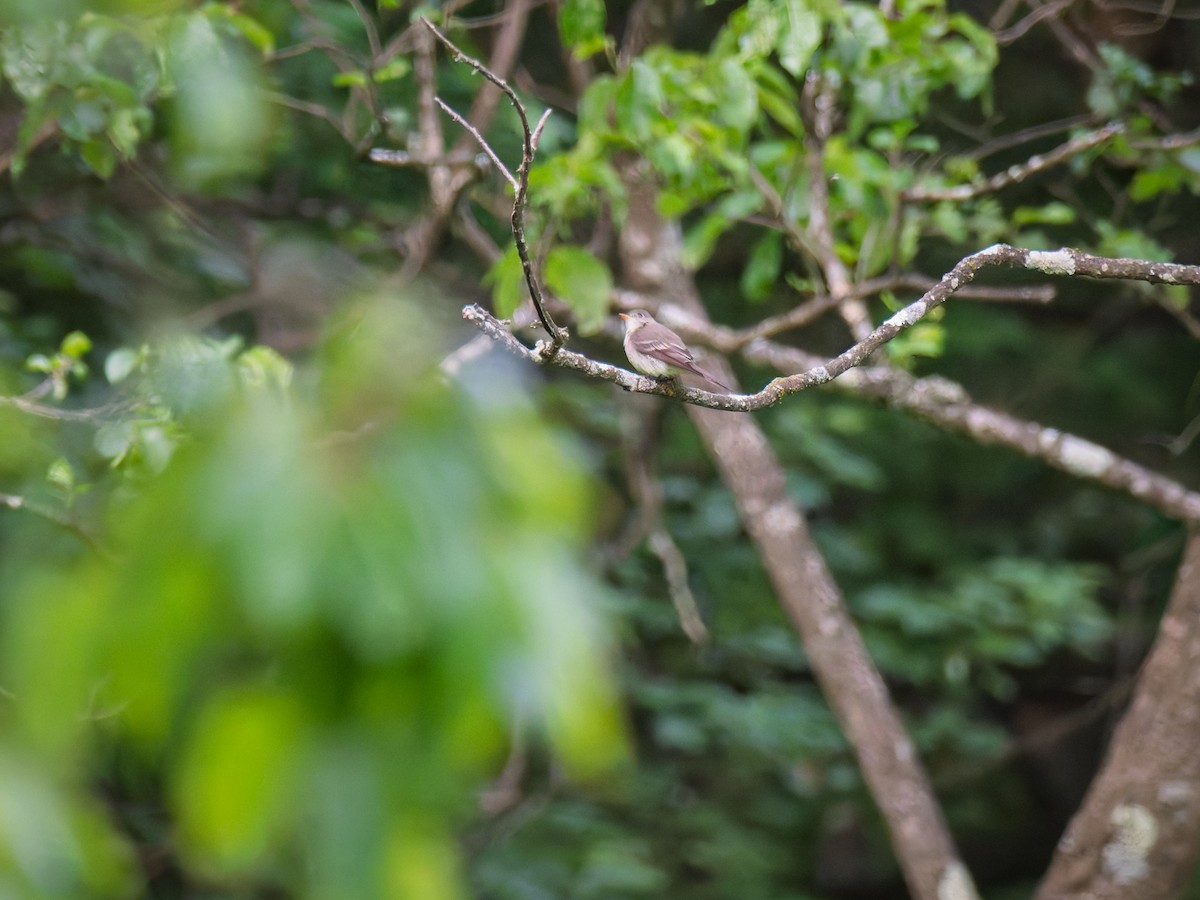 Eastern Wood-Pewee - ML637049453