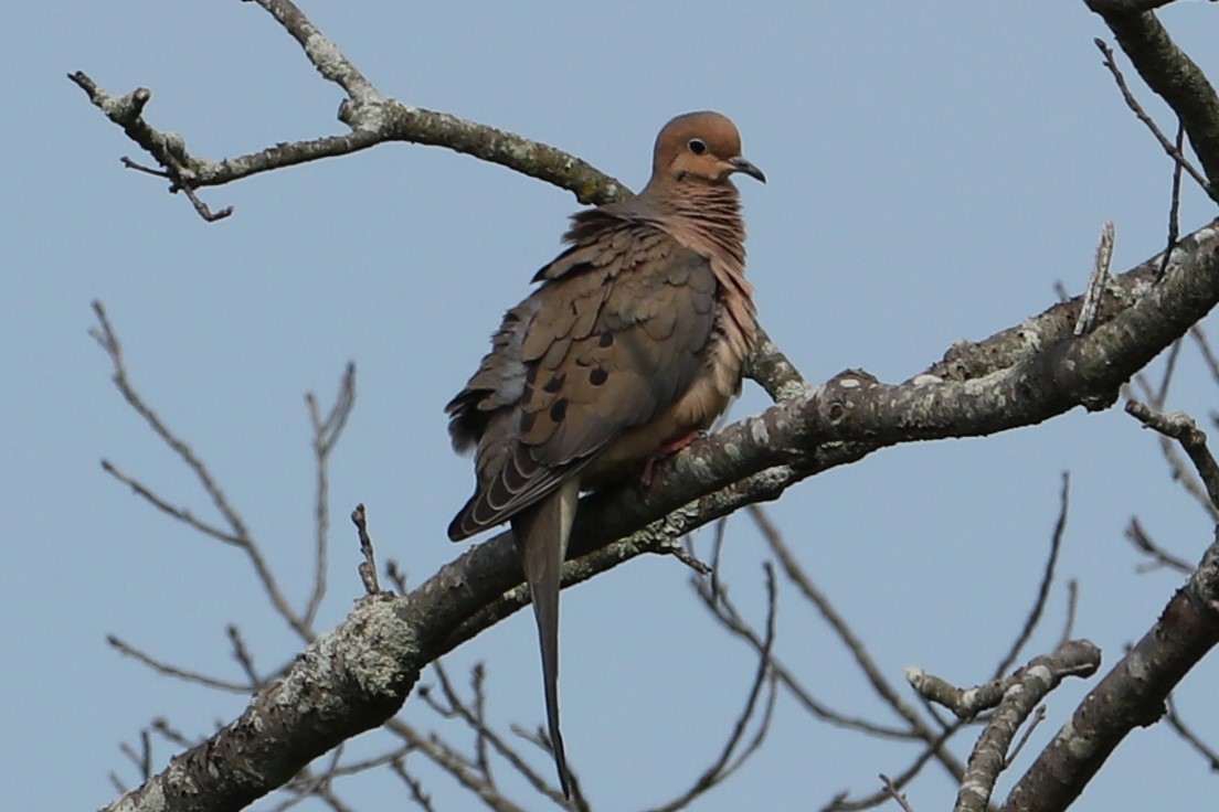Mourning Dove - ML637049454