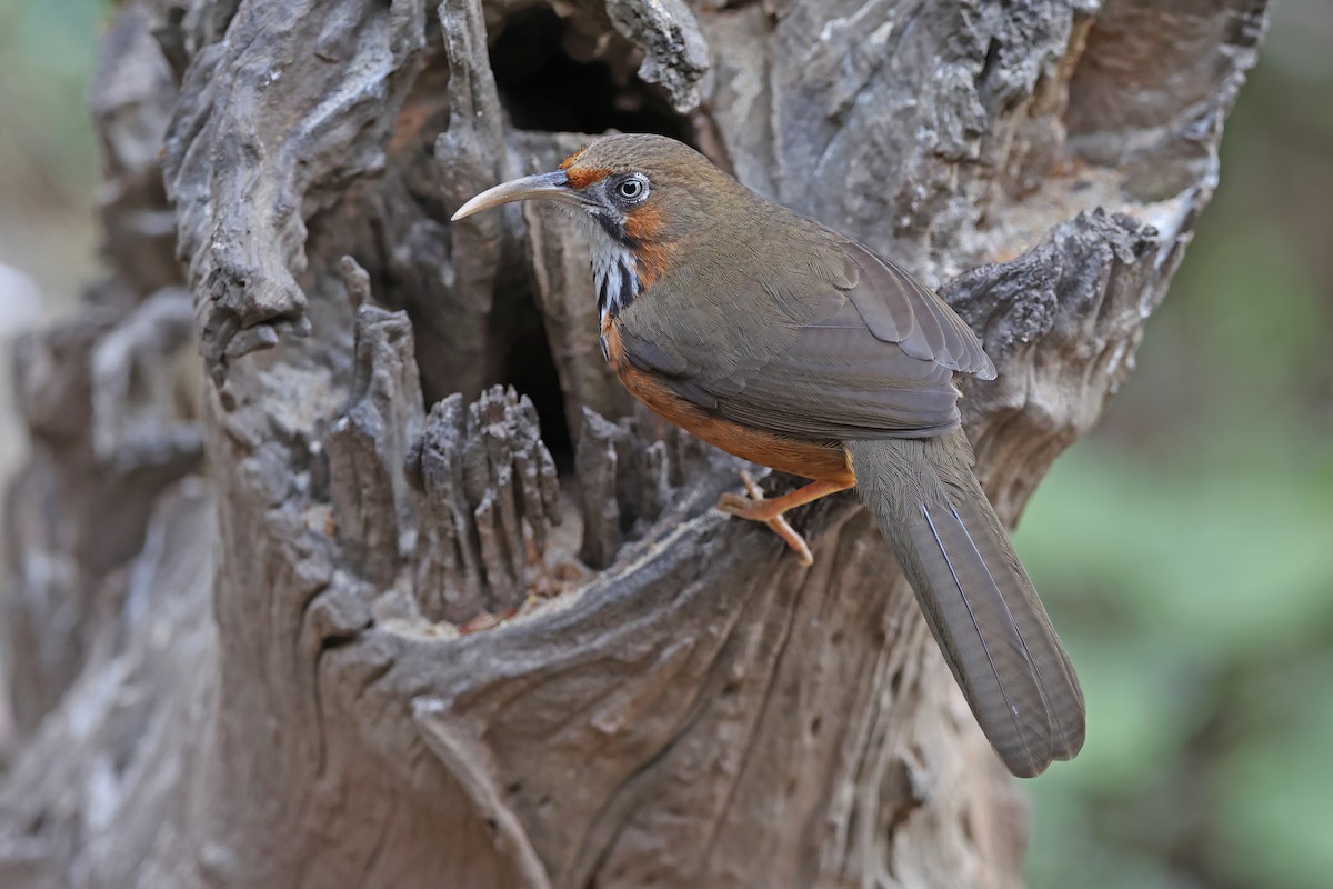 Black-streaked Scimitar-Babbler - ML637049465