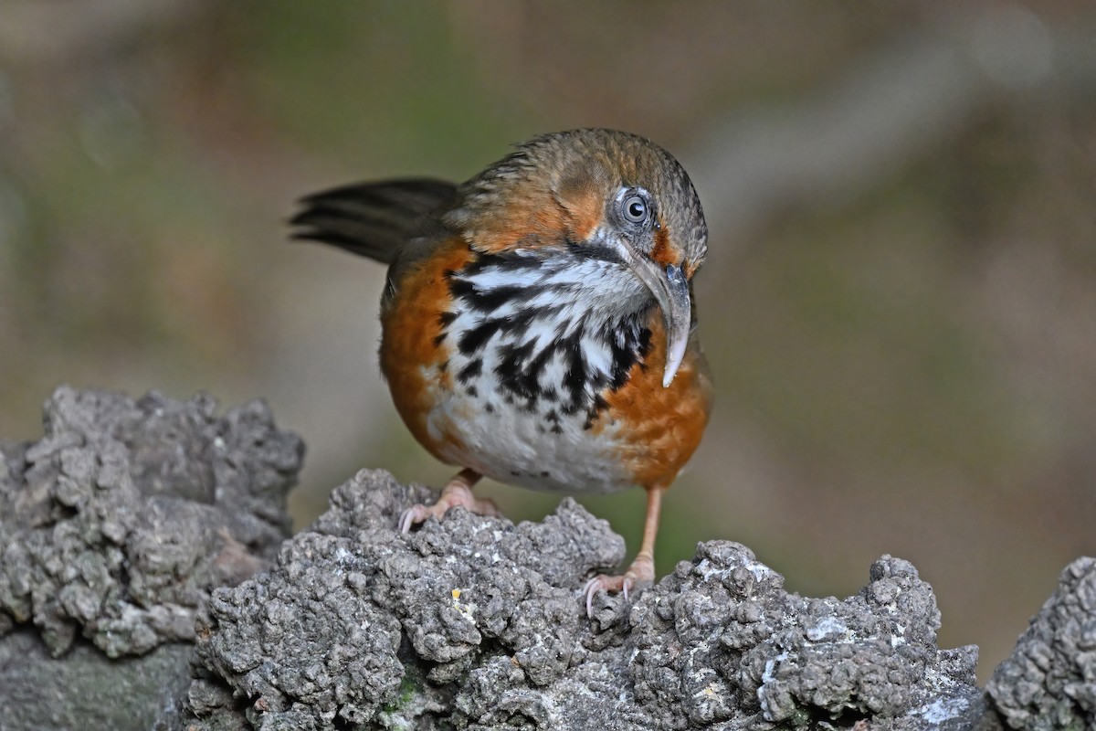 Black-streaked Scimitar-Babbler - ML637049514