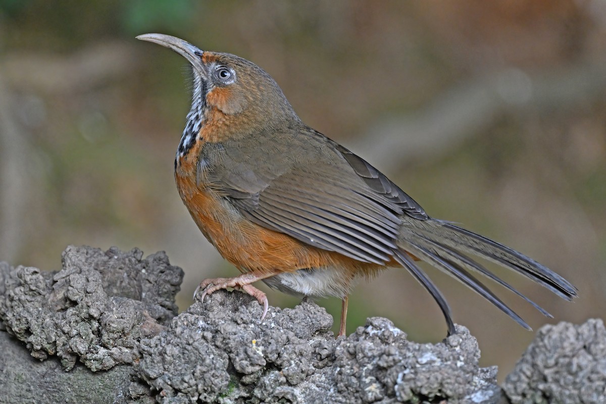 Black-streaked Scimitar-Babbler - ML637049515