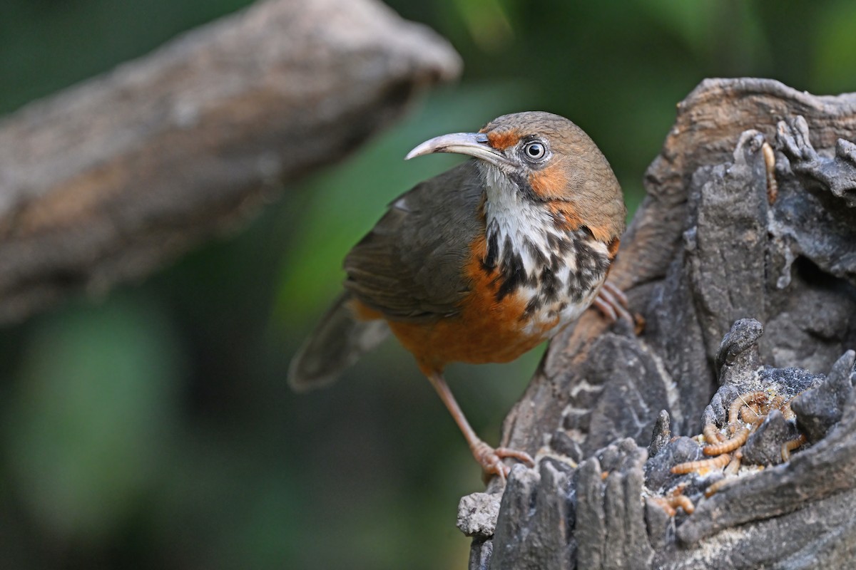 Black-streaked Scimitar-Babbler - ML637049516