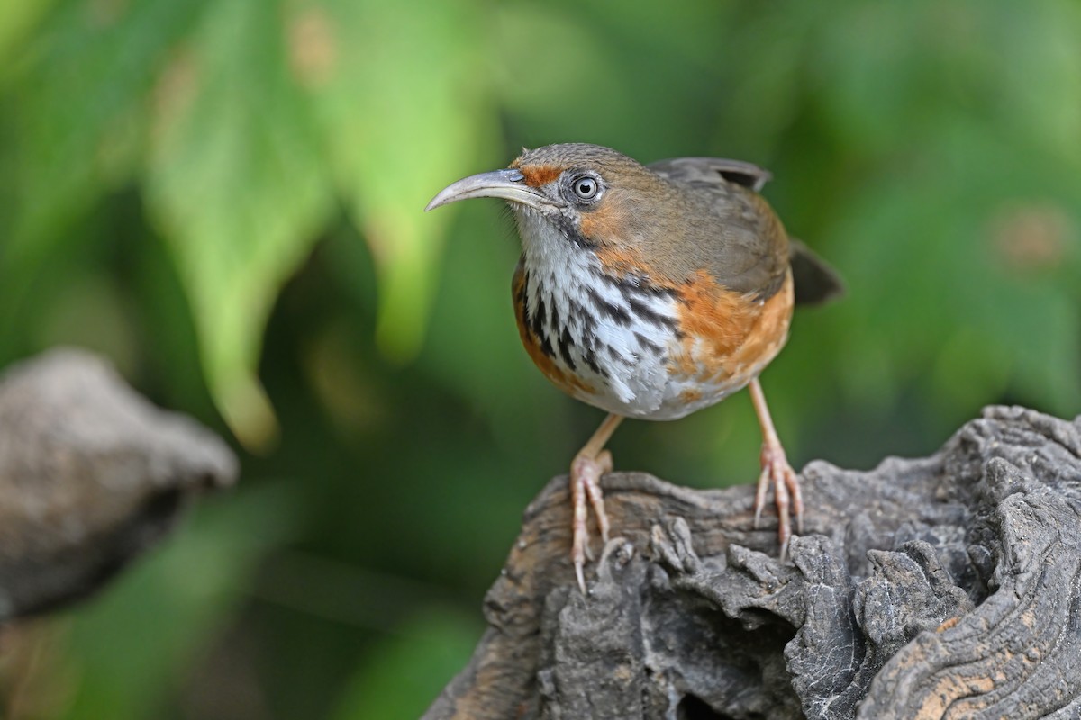 Black-streaked Scimitar-Babbler - ML637049517