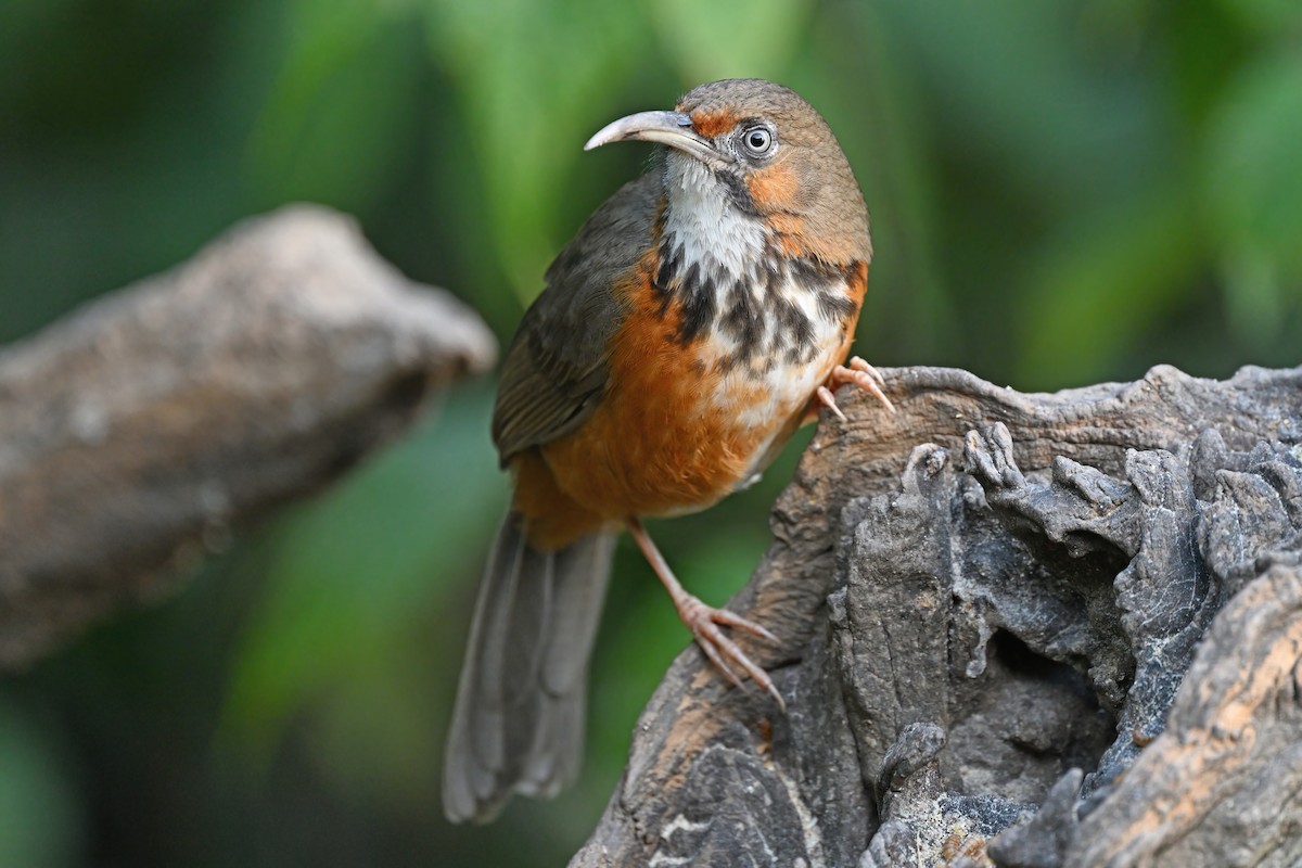 Black-streaked Scimitar-Babbler - ML637049518